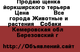 Продаю щенка йоркширского терьера  › Цена ­ 20 000 - Все города Животные и растения » Собаки   . Кемеровская обл.,Березовский г.